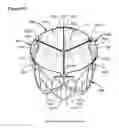 Fig. 29 - Percutaneously deliverable heart valve including folded membrane cusps with integral leaflets