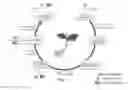 Fig. 02 - Systems and Methods for Securitizing the Revenue Stream of a Product
