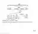 Fig. 04 - GENE REGULATING NUMBER OF PRIMARY PANICLE BRANCHES AND USE THEREOF