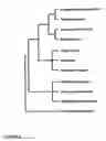 Fig. 09 - Nucleic acid molecules and their use in plant sterility
