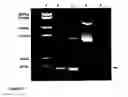 Fig. 16 - Nucleic acid molecules and their use in plant sterility
