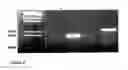 Fig. 28 - Nucleic acid molecules and their use in plant sterility