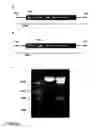 Fig. 30 - Nucleic acid molecules and their use in plant sterility