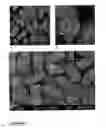 Fig. 33 - Nucleic acid molecules and their use in plant sterility