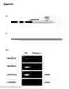 Fig. 44 - Nucleic acid molecules and their use in plant sterility