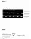 Fig. 50 - Nucleic acid molecules and their use in plant sterility