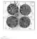Fig. 09 - METHODS AND COMPOSITIONS FOR STRESS TOLERANCE IN PLANTS