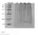 Fig. 22 - METHODS AND COMPOSITIONS FOR STRESS TOLERANCE IN PLANTS