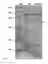 Fig. 30 - METHODS AND COMPOSITIONS FOR STRESS TOLERANCE IN PLANTS