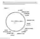 Fig. 04 - Regulatory nucleic acid molecules for enhancing seed-specific gene expression in plants promoting enhanced polyunsaturated fatty acid synthesis