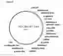 Fig. 07 - Regulatory nucleic acid molecules for enhancing seed-specific gene expression in plants promoting enhanced polyunsaturated fatty acid synthesis