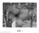 Fig. 02 - Pear tree named 'PREM 109'