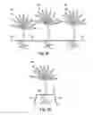 Fig. 06 - SYSTEMS AND METHODS FOR ENHANCING PLANT GROWTH