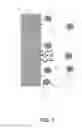 Fig. 02 - Adhesive camouflage