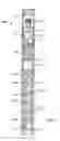 Fig. 02 - Multi-cycle pipe cutter and related methods