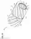 Fig. 11 - Wing pulley having central reinforcing disk