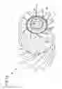 Fig. 13 - Wing pulley having central reinforcing disk