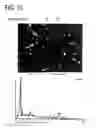 Fig. 10 - Permanent magnet and manufacturing method thereof