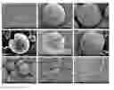 Fig. 01 - Silk nanospheres and microspheres and methods of making same