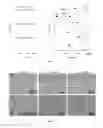 Fig. 04 - Silk nanospheres and microspheres and methods of making same