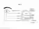 Fig. 02 - Method and apparatus for realistically reproducing eyeball