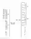 Fig. 06 - Building, Transmitting, and Receiving Robust Protocol Data Units in Power Line Communications