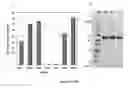 Fig. 11 - IL3Rα antibody conjugates and uses thereof