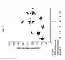 Fig. 03 - Methods for hematopoietic precursor mobilization