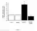 Fig. 02 - Oligodendrocyte Production from Multipotent Neural Stem Cells