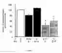 Fig. 06 - Oligodendrocyte Production from Multipotent Neural Stem Cells