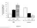 Fig. 07 - Oligodendrocyte Production from Multipotent Neural Stem Cells