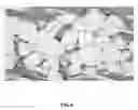 Fig. 09 - Human Placental Derived Extracellular Matrix and Uses Therof