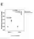 Fig. 10 - Stem cell sheet for tissue repair