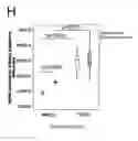 Fig. 13 - Stem cell sheet for tissue repair