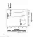 Fig. 18 - Stem cell sheet for tissue repair