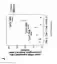 Fig. 19 - Stem cell sheet for tissue repair