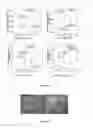 Fig. 26 - Stem cell sheet for tissue repair