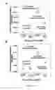 Fig. 30 - Stem cell sheet for tissue repair