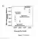 Fig. 31 - Stem cell sheet for tissue repair