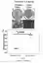 Fig. 33 - Stem cell sheet for tissue repair