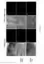 Fig. 41 - Stem cell sheet for tissue repair