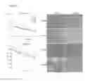 Fig. 07 - Compositions and Methods for Implantation of Processed Adipose Tissue and Processed Adipose Tissue Products