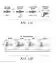 Fig. 22 - Methods for promoting HSC engraftment