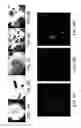 Fig. 06 - INDUCED PLURIPOTENT STEM CELLS AND METHODS OF USE