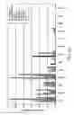 Fig. 12 - INDUCED PLURIPOTENT STEM CELLS AND METHODS OF USE