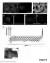 Fig. 07 - Nuclear receptor and mutant thereof and the use of the same in the reprogramming of cells
