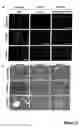 Fig. 09 - Nuclear receptor and mutant thereof and the use of the same in the reprogramming of cells