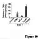 Fig. 11 - Nuclear receptor and mutant thereof and the use of the same in the reprogramming of cells