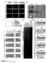Fig. 18 - Nuclear receptor and mutant thereof and the use of the same in the reprogramming of cells
