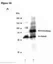 Fig. 19 - Nuclear receptor and mutant thereof and the use of the same in the reprogramming of cells